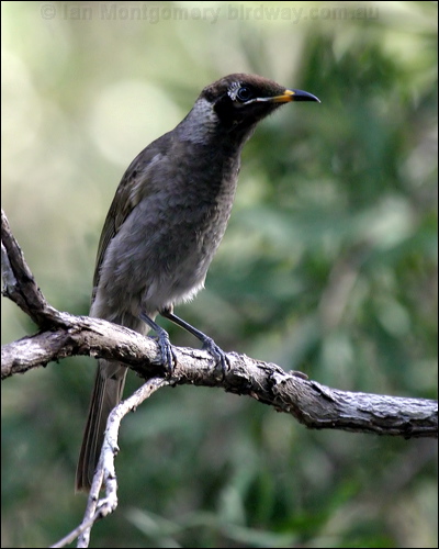Bridled Honeyeater bridled_honeyeater_15859.psd