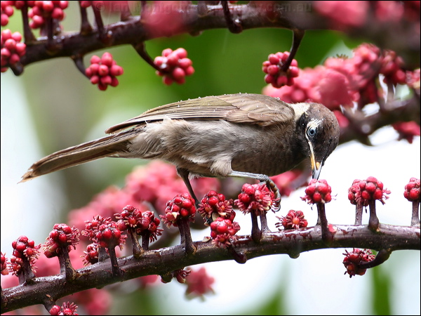 Bridled Honeyeater bridled_honeyeater_31132.psd