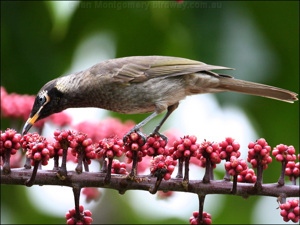 Bridled Honeyeater bridled_honeyeater_31215.psd