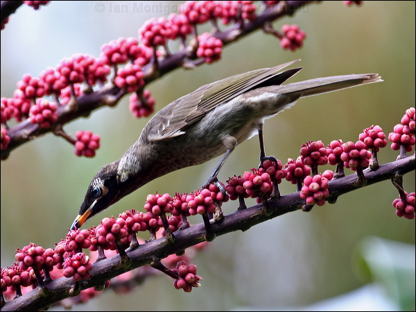 Bridled Honeyeater bridled_honeyeater_31927.psd