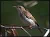 brownbackhoneyeater_163637