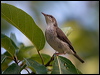 brownbackhoneyeater_163644