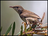 brownbackhoneyeater_182708