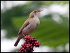 brownbackhoneyeater_185698