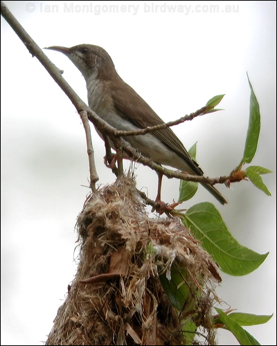 Brown-backed Honeyeater brownbackhoneyeater_02515.jpg