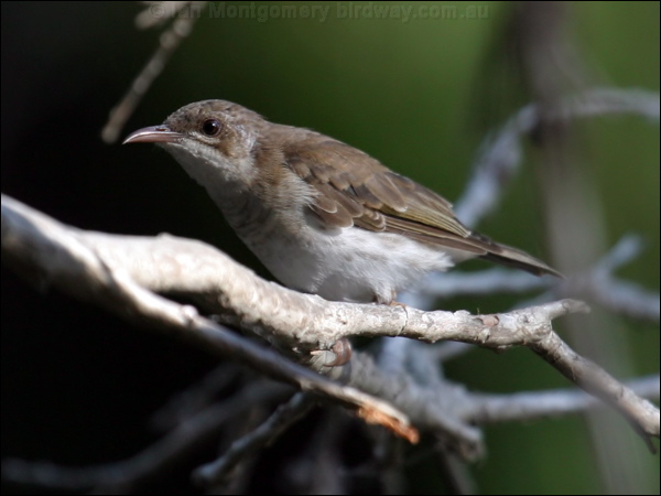Brown-backed Honeyeater brownbackhoneyeater_02712.jpg