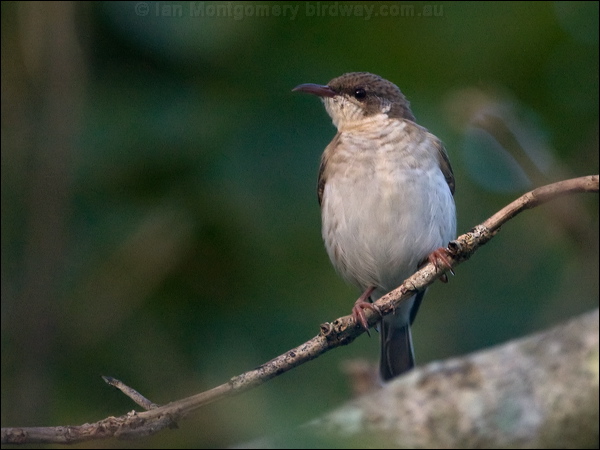 Brown-backed Honeyeater brownbackhoneyeater_105793.psd