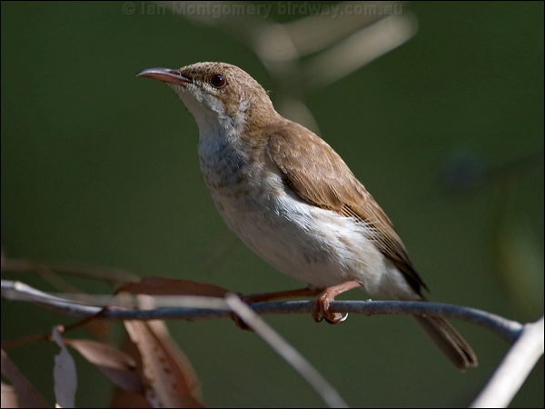 Brown-backed Honeyeater brownbackhoneyeater_163637.psd