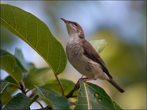 Brown-backed Honeyeater brownbackhoneyeater_163644.psd