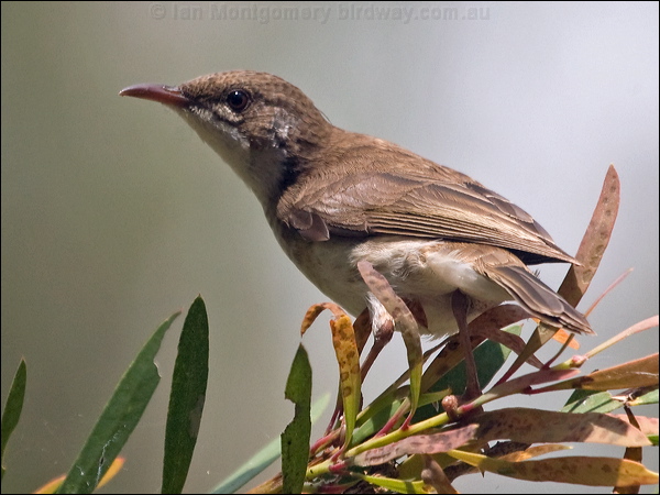 Brown-backed Honeyeater brownbackhoneyeater_182708.psd