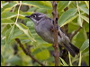 brownheadhoneyeater_163946
