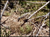 brownheadhoneyeater_82467