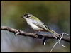 Click here to enter gallery and see photos/pictures/images of Brown-headed Honeyeater