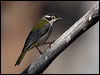 brownheadhoneyeater_89037