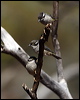 brownheadhoneyeater_89119