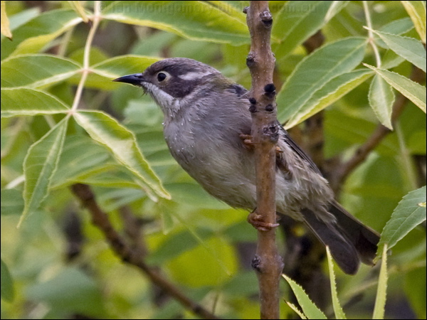 Brown-headed Honeyeater brownheadhoneyeater_163946.psd