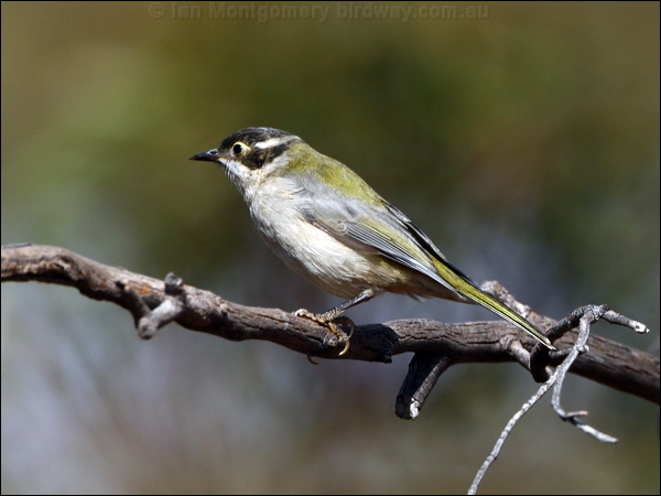 Brown-headed Honeyeater brownheadhoneyeater_89024.psd