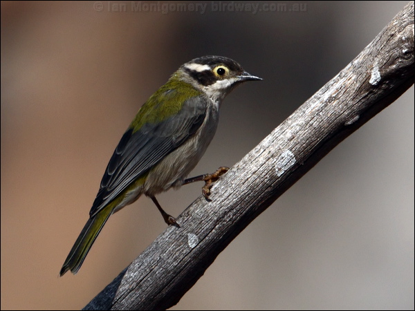 Brown-headed Honeyeater brownheadhoneyeater_89037.psd