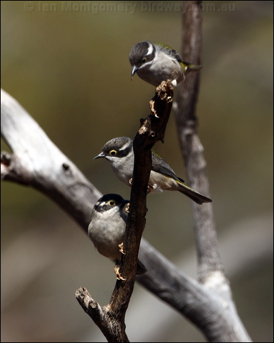 Brown-headed Honeyeater brownheadhoneyeater_89119.psd