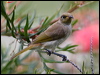 brown_honeyeater_60713