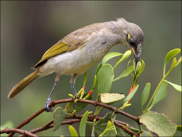 Brown Honeyeater brown_honeyeater_09187.psd
