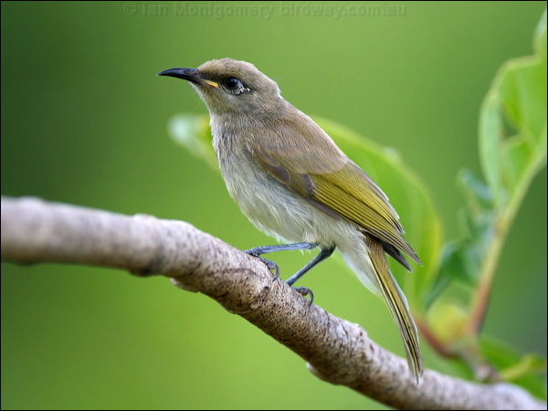 Brown Honeyeater brown_honeyeater_60704.psd