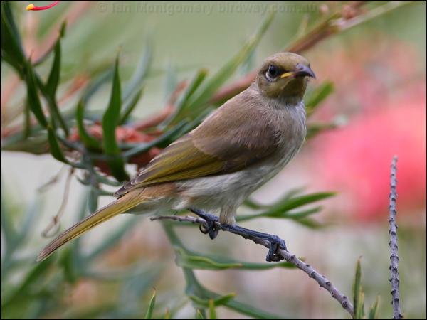 Brown Honeyeater brown_honeyeater_60713.psd