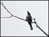crescent_honeyeater_128919