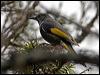 Click here to enter gallery and see photos/pictures/images of Crescent Honeyeater