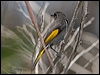 crescent_honeyeater_129140