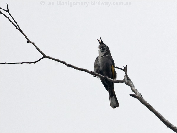 Crescent Honeyeater crescent_honeyeater_128919.psd
