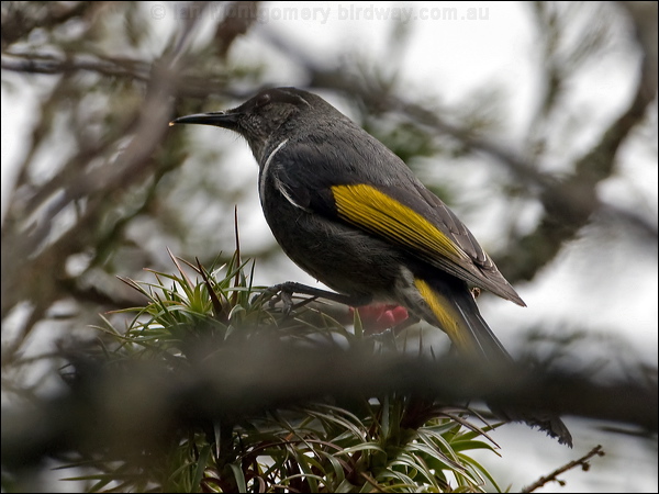 Crescent Honeyeater crescent_honeyeater_128927.psd