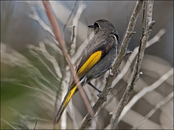 Crescent Honeyeater crescent_honeyeater_129140.psd