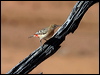 crimson_chat_00421