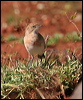 crimson_chat_34297