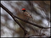 crimson_chat_82034