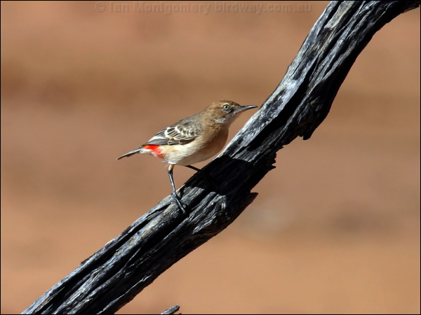 Crimson Chat crimson_chat_00421.psd
