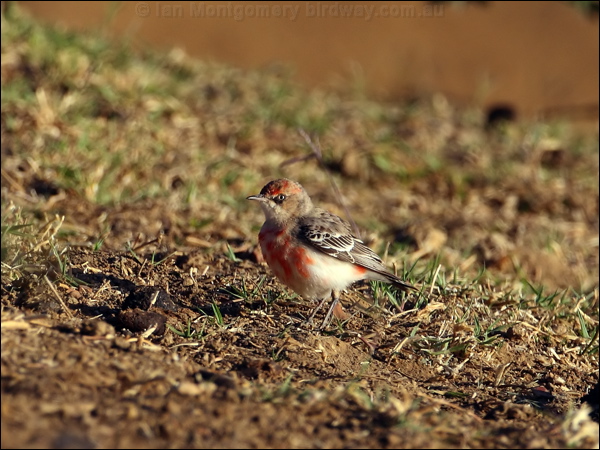 Crimson Chat crimson_chat_80519.psd