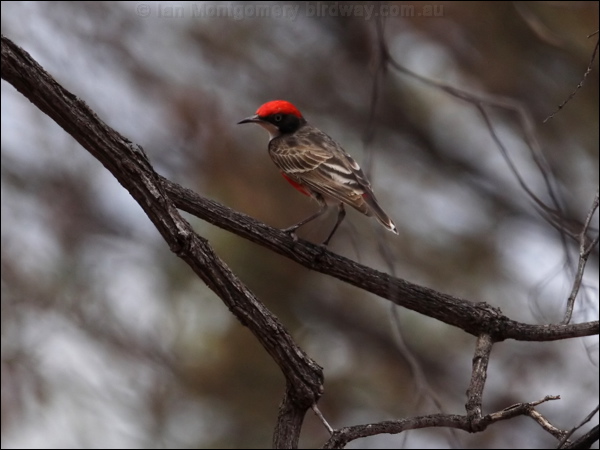 Crimson Chat crimson_chat_82034.psd