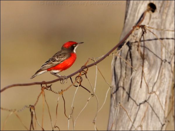 Crimson Chat crimson_chat_82712.psd