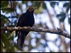 crow_honeyeater_165809