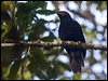 crow_honeyeater_165816