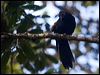 crow_honeyeater_165819