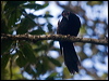 crow_honeyeater_165820