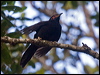 crow_honeyeater_165827