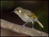Click here to enter gallery and see photos/pictures/images of Cryptic Honeyeater