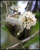 cryptic_honeyeater_34819
