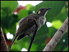 cryptic_honeyeater_43282