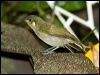 cryptic_honeyeater_85165