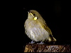 cryptic_honeyeater_99437